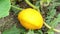 Pattypan squash bud on plant. Growing vegetables in the garden.