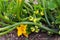 Pattypan squash growing