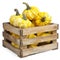 Pattypan squashes in wooden crate isolated, yellow shriveled pumpkins, decorative zucchini on white