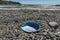 Paua / Abalone on NZ Beach