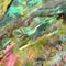 Paua Abalone Shell Detail