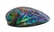 Paua Shell