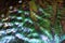 Paua shell colorful inside surface macro