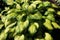 Paul`s Glory Hosta  822821