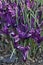 Pauline Dwarf Iris flowers