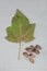 Paulownia elongate leaf and brown seed hulls.