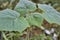 Paulownia fastest growing young tree plant with leaves