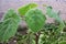 Paulownia fastest growing young tree plant with leaves