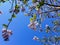 Paulownia Flowers with a Bue Summer Sky Background