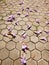 Paulownia flowers fallen on the pavement