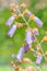 Paulownia Fortunei in Bloom