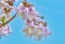 Paulownia Fortunei Flowers