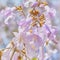 Paulownia Fortunei Flowers