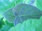 Paulownia leaves