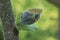 Paulownia tomentosa leaf close up