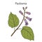 Paulownia tomentosa, ornamental plant
