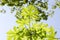 Paulownia tree leaves