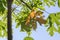 Paulownia tree leaves
