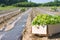 Paulownia tree seedlings in the boxes on the field