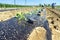 Paulownia tree seedlings ready from plantation