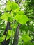 Paulownia trees young and old