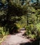 Paved forest hiking trail