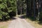 Paved forest road on a sunny day.