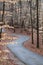 Paved forest trail among dark trees and orange leaves