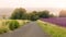 Paved lane on the countryside with fields of flowers