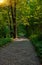 Paved lonely park trail for walking and promenade nature landscaping scenery environment idyllic space with green trees foliage