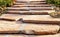 A paved path made of coarse sandstone in a beautiful park, framed by a low shrub in the rays of soft autumn light