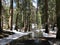 Paved Path Through a Snowy Sequoia National Park