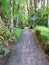 Paved path in tropical garden with lush vegetation of the French West Indies. Path in lush Caribbean nature