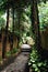 Paved Pathway Shaded by Trees