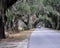 A paved road through an arborial tunnel formed by oak trees laden with Spanish moss runs through the park.