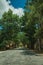 Paved road passing through lined trees at the entrance of Loriga