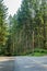 paved road with shadowed light from forest edge in summer afternoon