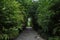 Paved roads in bamboo forest