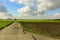 Paved rural road going through a lush cultivated field with windmills for electric power production