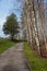 Paved track along the birch trees, Birstonas, Lithuania