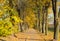 The paved track is covered with yellow leaves