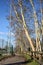 Paved trail bordered by bare trees next to a stream of water and a group of houses on a sunny day in the italian countryside