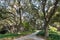 Paved trail lined up with old live oak trees