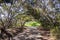 Paved trail under trees, Shoreline Park, Mountain View, San Francisco bay, California