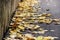 Paved walking path. autumn urban landscape, a black asphalt track. yellow leaves of aspen, birch