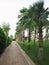 Paved walking path with a row of palm trees