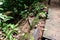 Paved walkway leads to a lush, well-maintained trail winding through a tropical rainforest