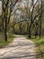 Paved walkway through trees in forest