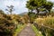 Paved walkway with wooden fence between tall Maiden Grass Miscanthus and autumn trees and plants in Unzen Golf Course, Japan