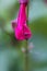 Pavement Ant on a Bright Pink Salvia Flower